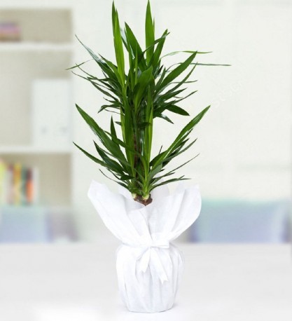 2 li Yucca Drasena